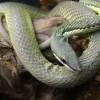 philodryas_baroni_-_vivarium_de_meyrin_01.jpg